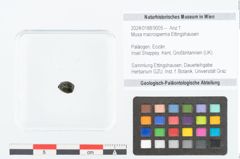 Foto (Objekt + Etikett) von Musa macrosperma Ettingshausen (NHMW-GEO-2024-0188-9005)